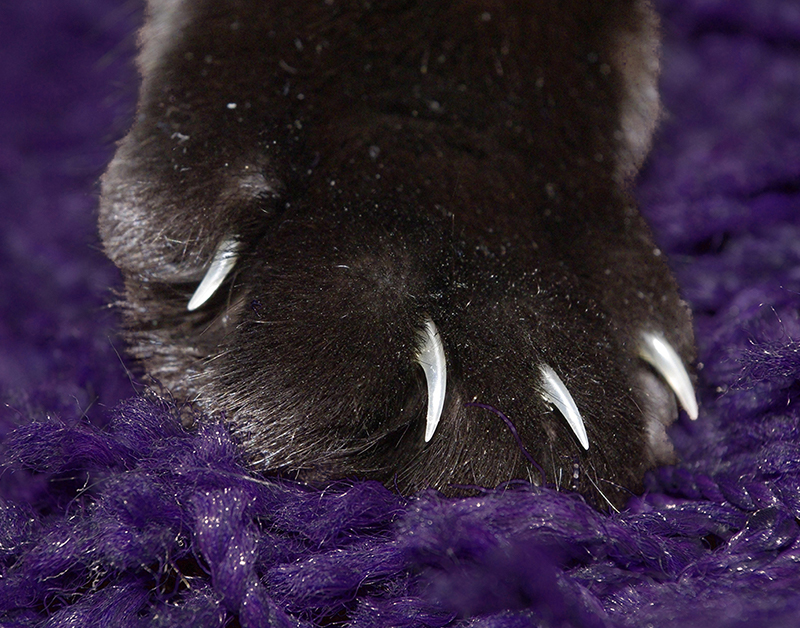 jouw kattentrimmer knipt ook de nagels van je kat tijdens een trimbeurt
