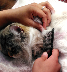 vachtverzorging door jouw kattentrimmer