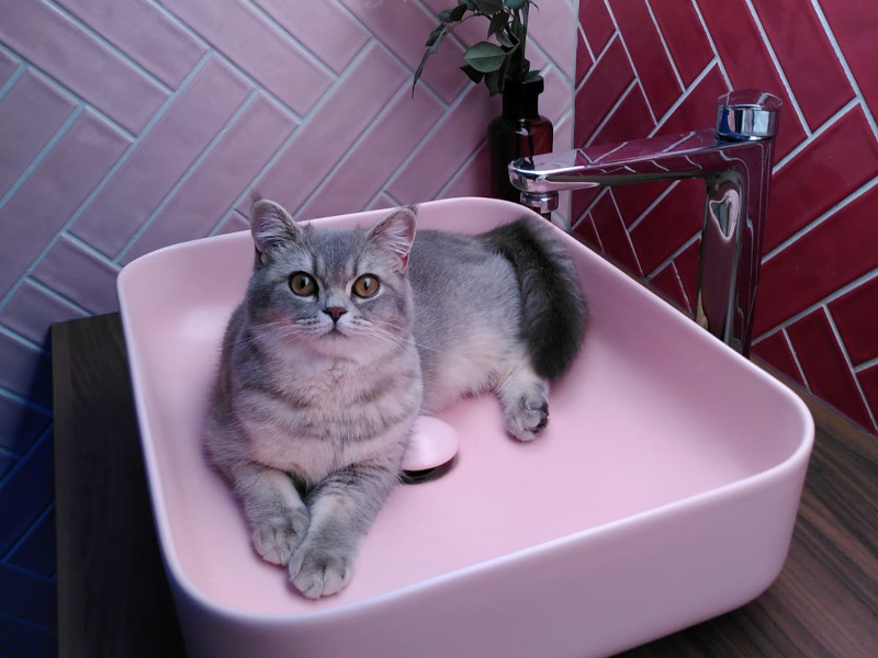 je kat kan ook gewassen worden bij jouw kattentrimmer, maar in de meeste gevallen is het niet nodig.
